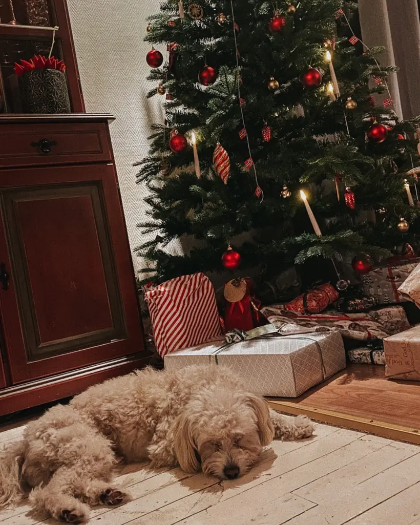 Christmas & winter