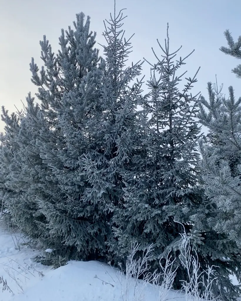 Christmas & winter