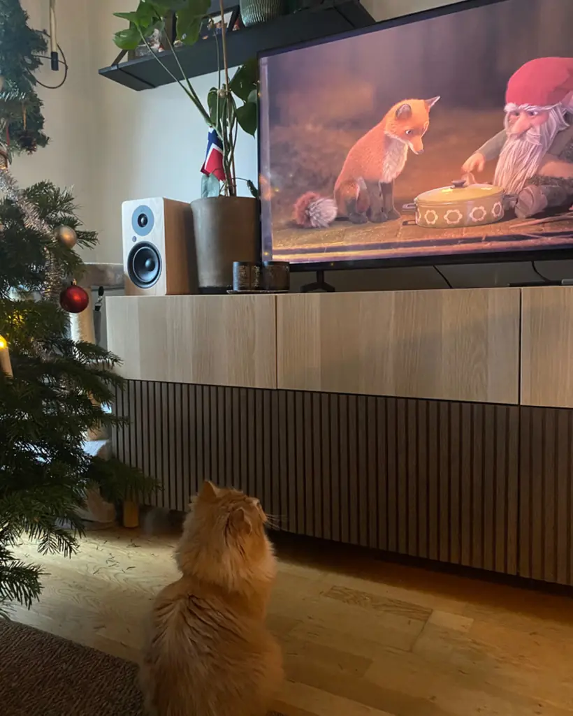 Christmas & winter
