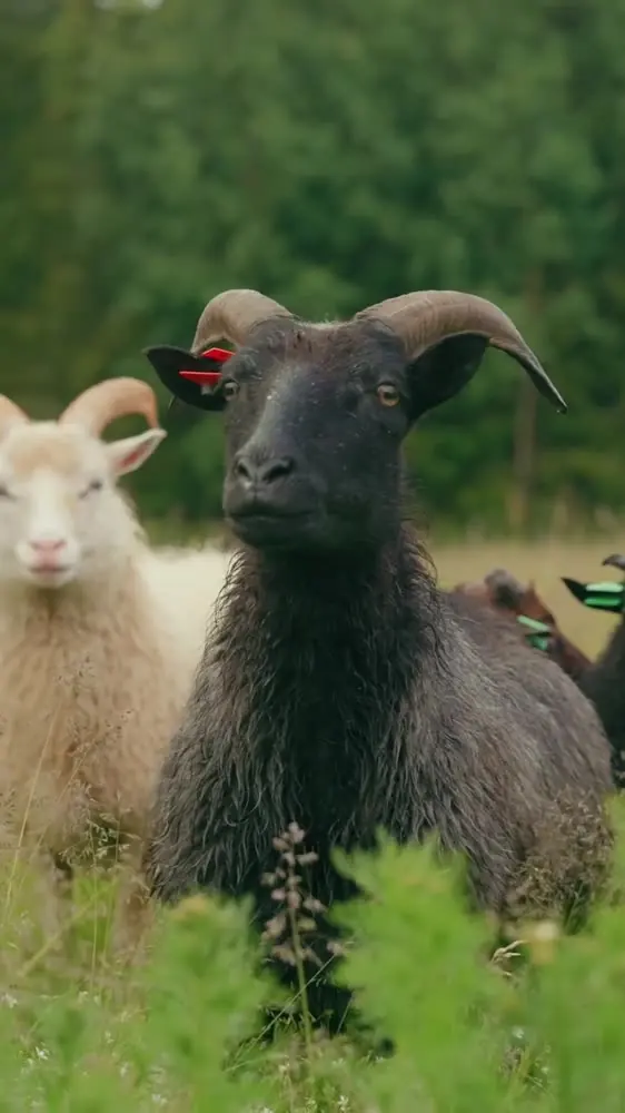 Sheep in the meadow
